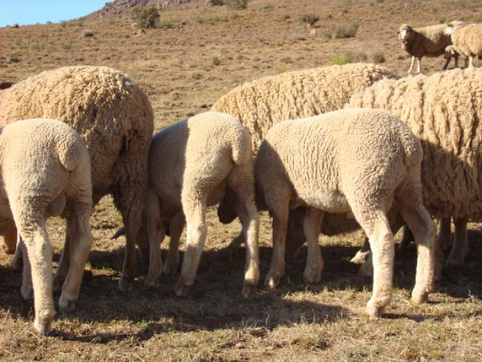 68 Dorper and Merino sheep for sale
