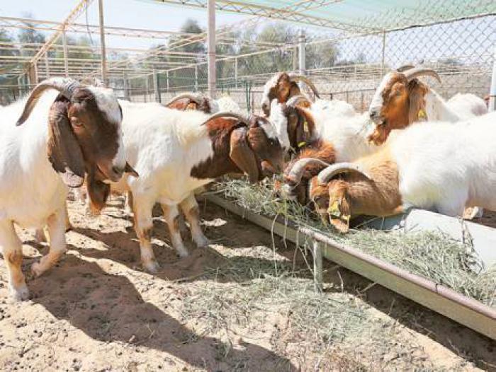 Kalahari red & pure Boer goats for sale