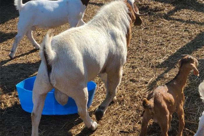 Goats Boer /Kalahari goats (Does and Buck) Livestock