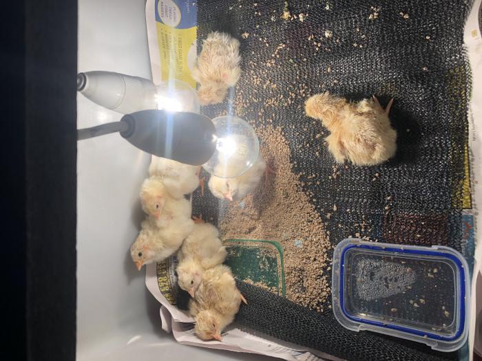 Unsexed chickens Farmstock