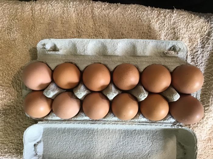 Fertile Eggs 