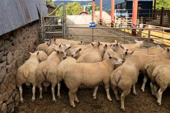 6 Pedigree Ryeland Breeding Ewes, Lambs for Sale