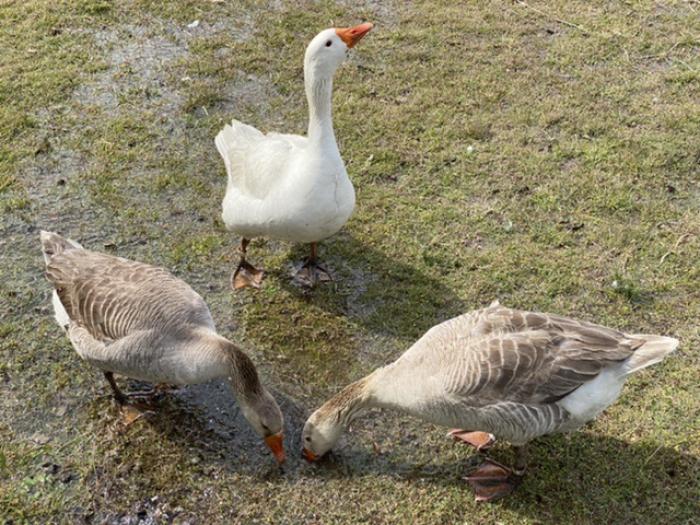 Mixed breed unsexed geese and goslings