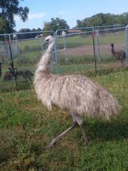 White and blonde Emu breeding pair for Sale