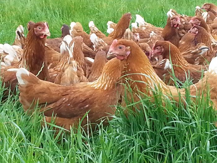 FREE RANGE HYLINE AND ISA BROWN PULLETS POINT OF LAY