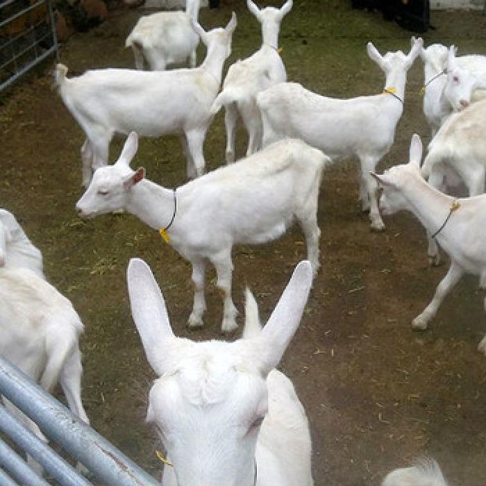 Boer and saanen milking goats for sale Farmstock