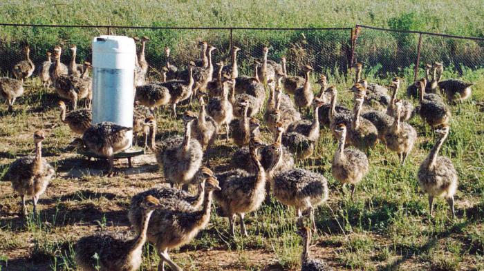 Ostrich Chicks and Fertile Ostrich eggs for sale