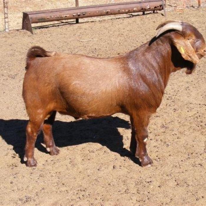 Kalahari reds and boer goats for sale