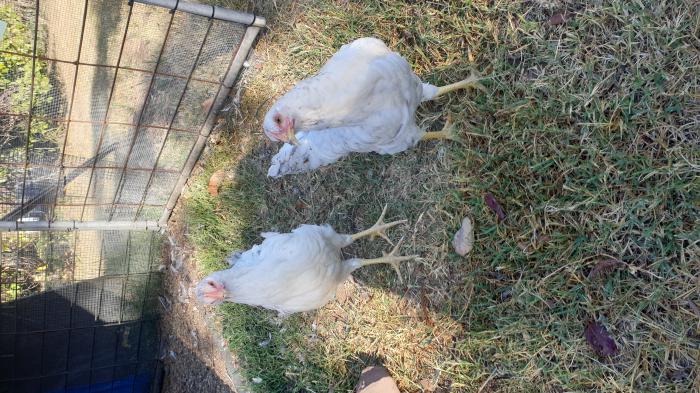 PLYMOUTH ROCK PULLETS(SOLD)