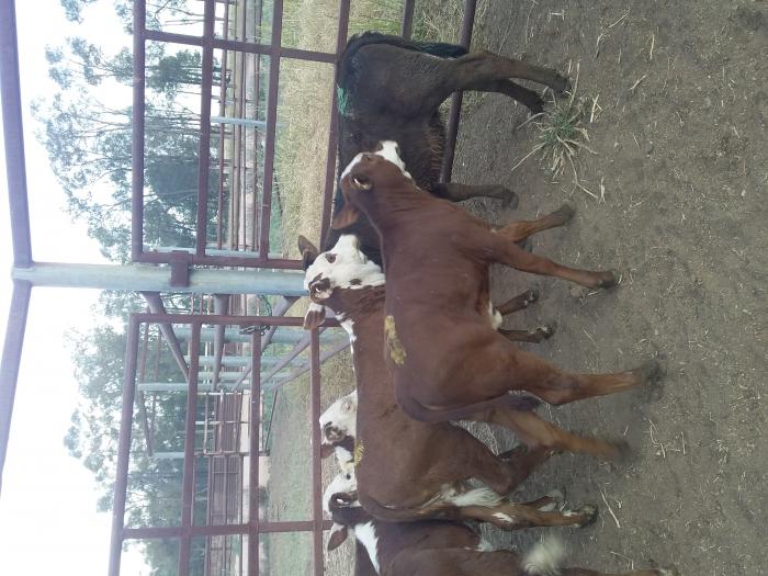Mixed Weaners