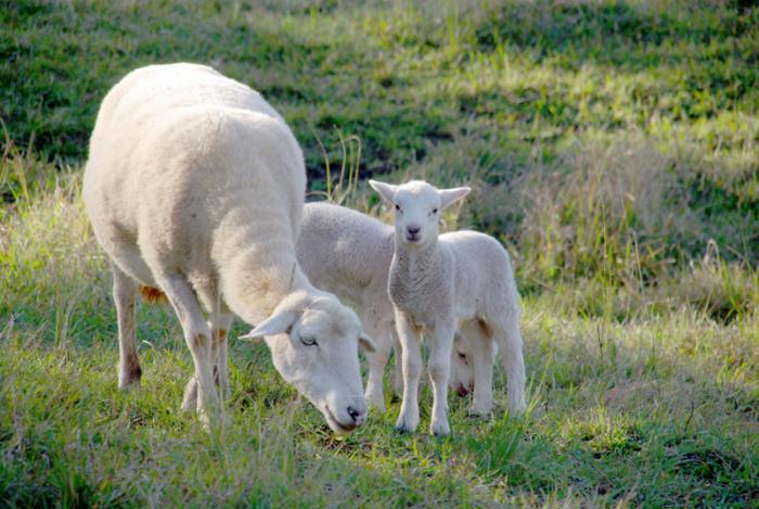 Wiltipol Ewes, Wiltipoll ram, plus lambs
