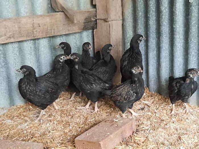 Barnevelder Pullets