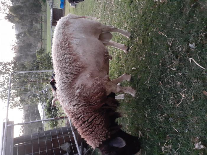 Damara Ram, Ipswich Sheep for Sale Farmstock