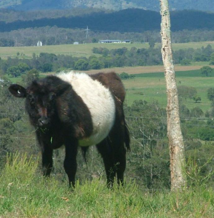 Miniature Black belted Steer or Bull calves available now