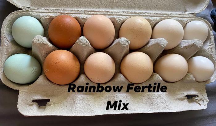 Fertile eggs and chicks 