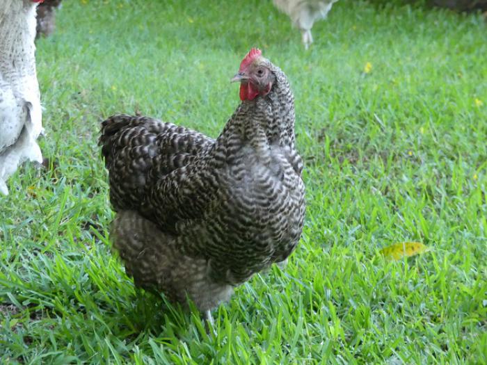Cuckoo Orpington Hens Farmstock