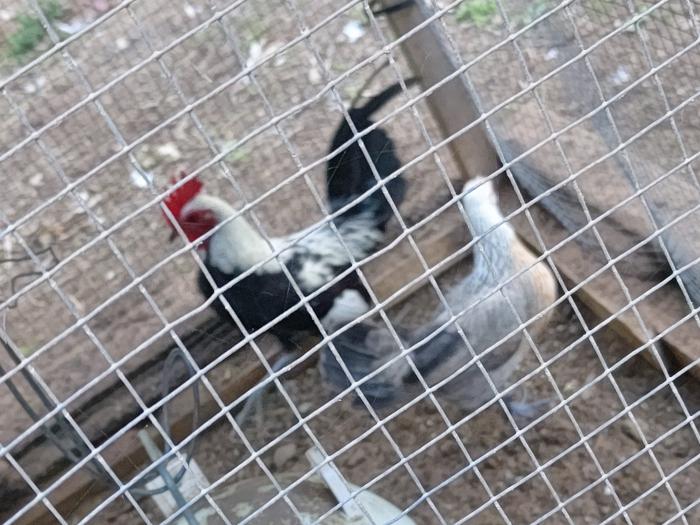 Various purebred bantams for sale Poultry for Sale Farmstock