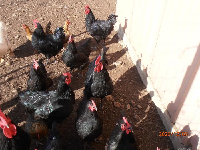 Australorp Cockerels Farmstock