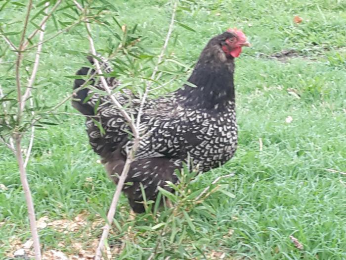 silver laced barnvelders fertile eggs for sale Farmstock