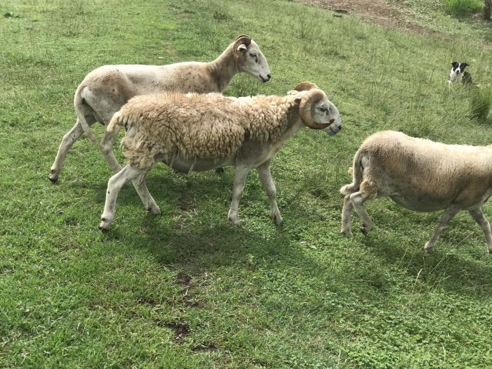 Wiltshire horn ewes