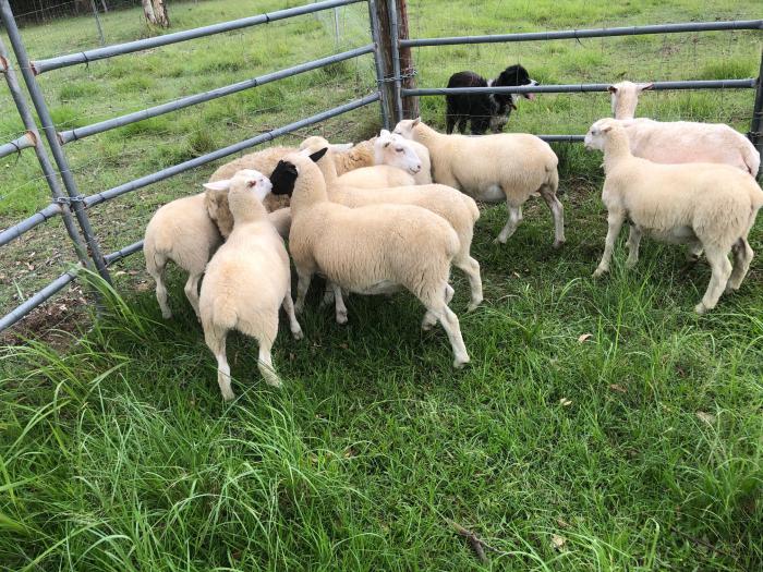 Dorper lambs and ewes