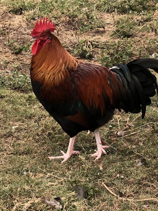 Red Dorking Male For Sale Farmstock