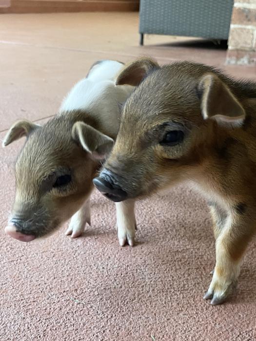 Miniature pigs for sale 