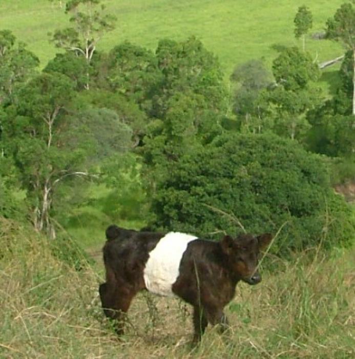 Miniature Cattle in various Colours as well as Panda Cattle