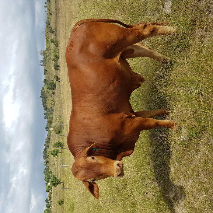 Droughtmaster bull