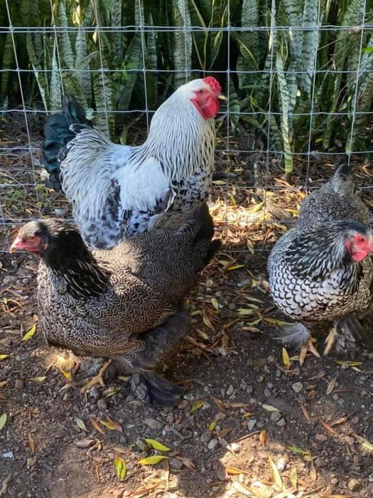 Chooks available need gone ASAP! Poultry for Sale Farmstock