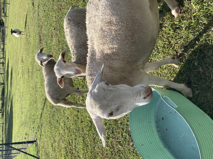 5 month old Dorper Ewes and Whethers 