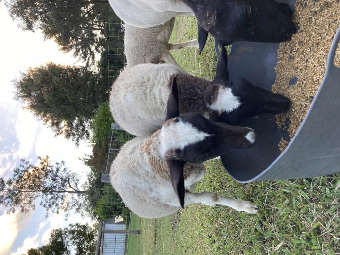 5 month old Dorper Ewes and Whethers 