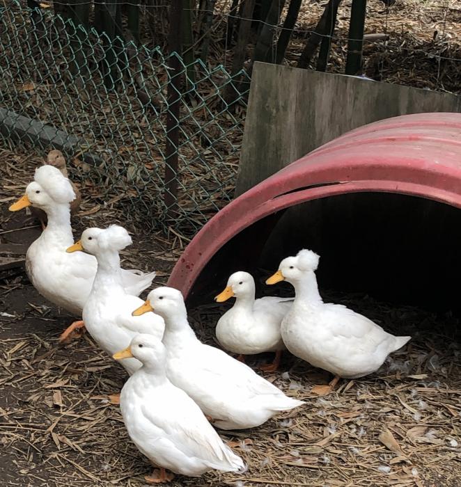 Crested bantam fertile duck eggs Farmstock