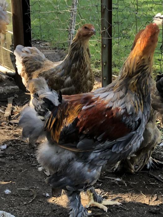 Give away Brahma Roosters