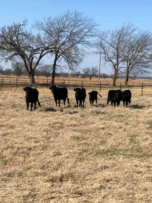 Dexter Heifers Cattle For Sale 