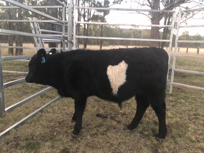 Belted Galloway x steer