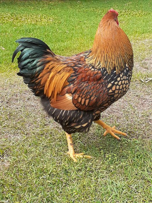 Gold Laced Wyandotte Roosters - Free