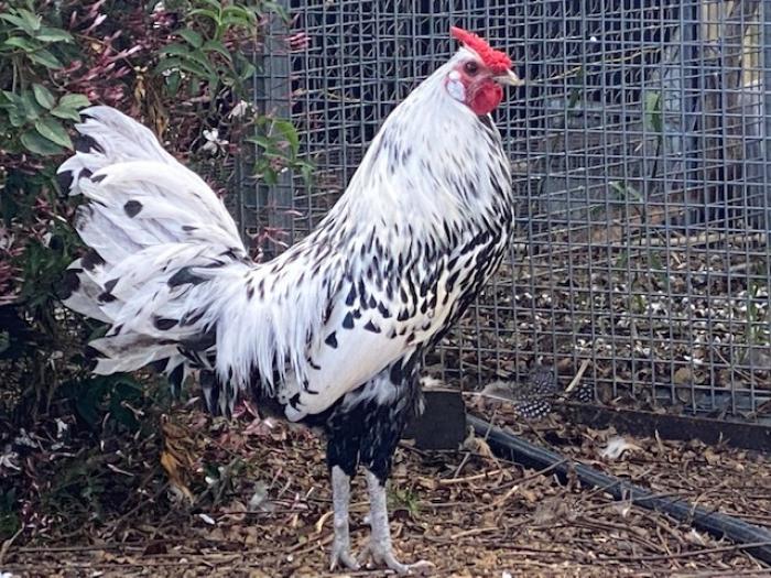 Silver and Gold Spangled Hamburg Roosters