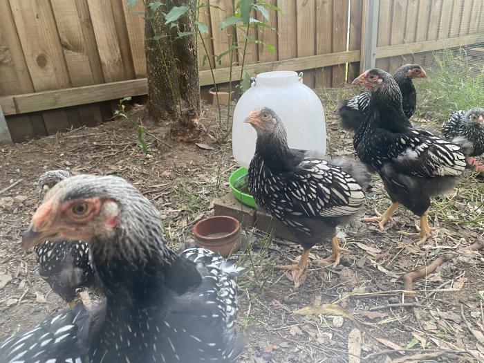 Silver Laced Wyandotte young boys