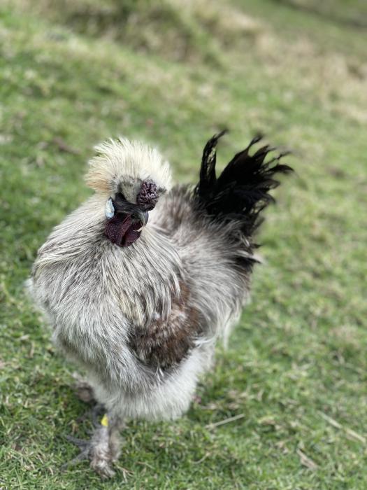 Silkie rooster 
