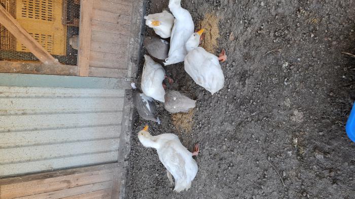 ducks and chickens