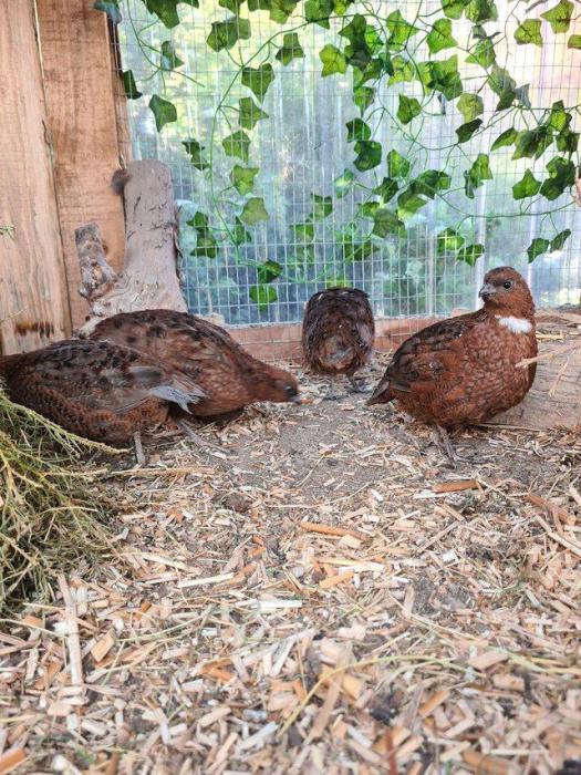 12 Red Tennessee quail and for sale hatching eggs Farmstock