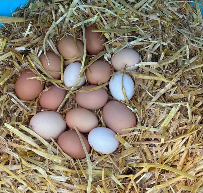 Bantam eggs available for sale Farmstock