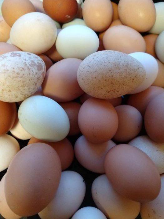 Fresh daily range eggs for Sale. Farmstock