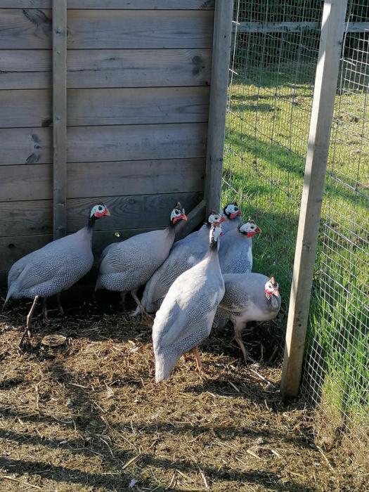  2 years old guinea fowl for sale 