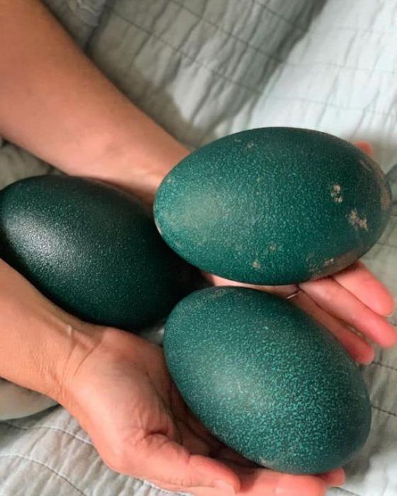 emu eggs edible/fertile eggs for sale 100 Farmstock