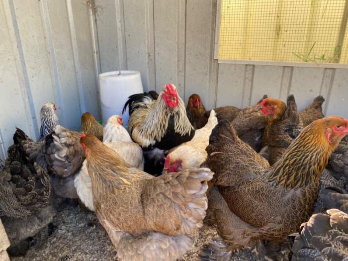 Brahma Chickens for sale import lines
