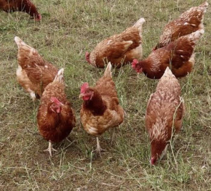 Isa brown chicken / chooks for sale