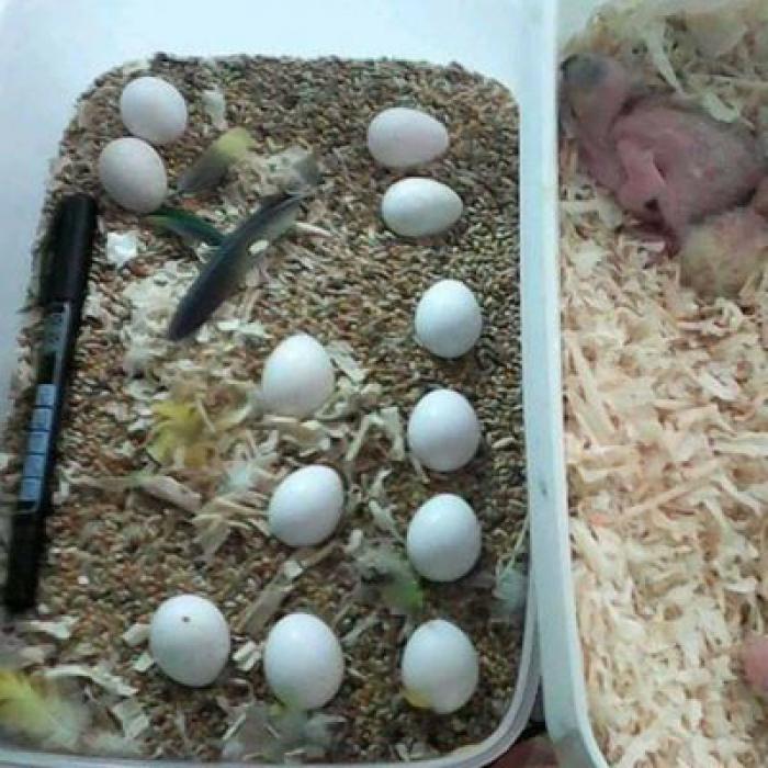 fresh edible and fertile bird eggs for sale Farmstock