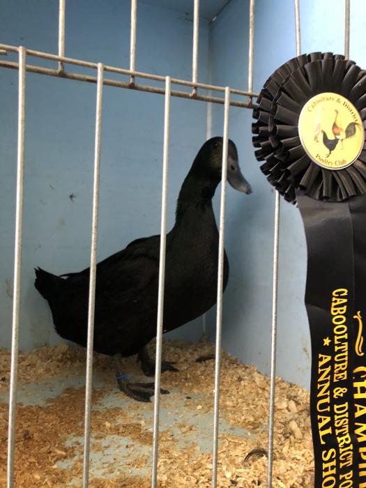 FERTILE DUCK EGGS Farmstock